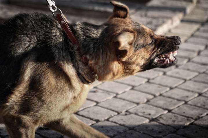 angry dog on leash